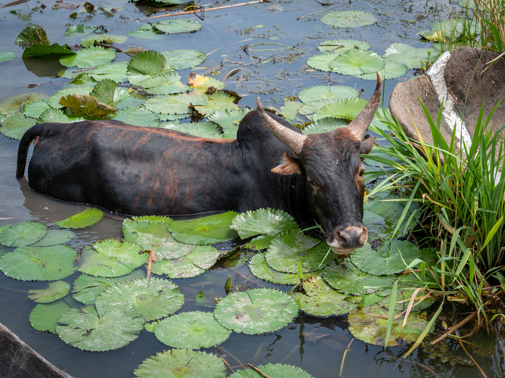 MSB136416-south-sudan-bull.jpg